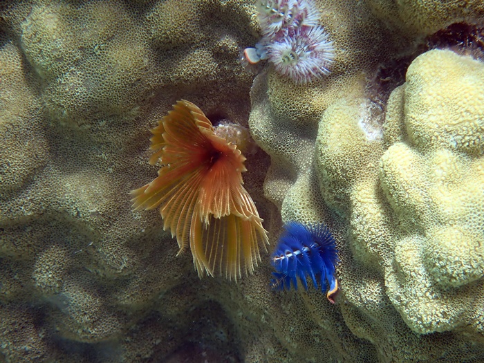 宮古島島日和のシーカヤック・シュノーケルプライベートツアーの写真