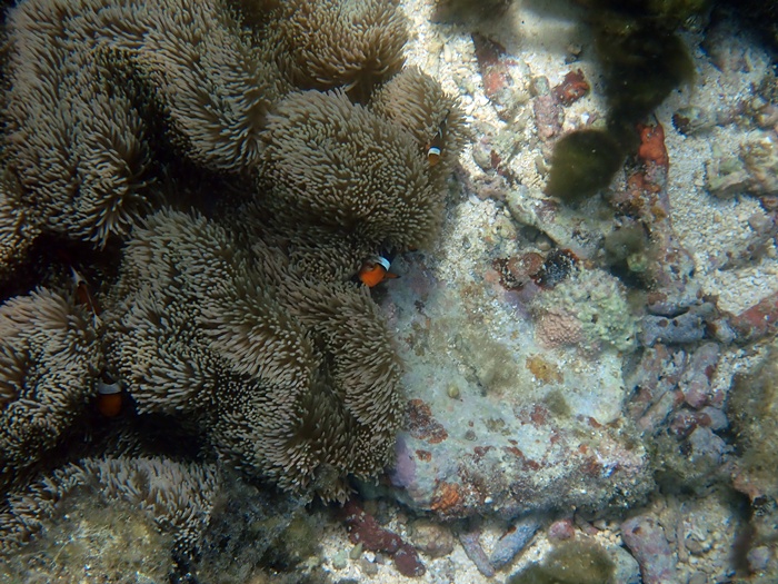 宮古島島日和の半日シーカヤック・シュノーケルプライベートツアー
