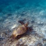 宮古島島日和の半日シーカヤック･シュノーケルプライベートツアー