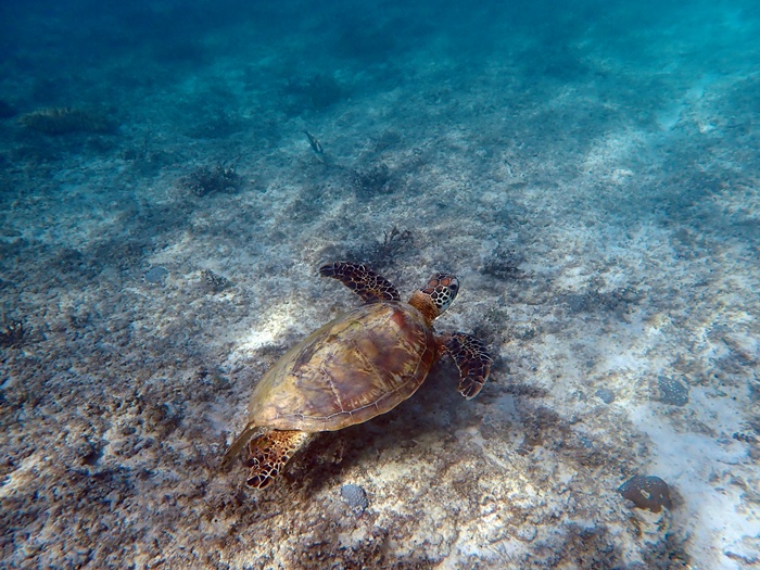 宮古島島日和の半日シーカヤック･シュノーケルプライベートツアー