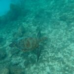 宮古島島日和の半日ビーチシュノーケルプライベートツアー