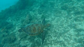 宮古島島日和の半日ビーチシュノーケルプライベートツアー