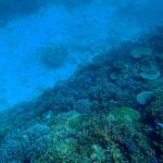 環境省宮古島サンゴ礁モニタリング調査