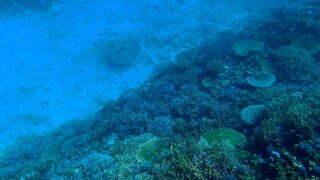 環境省宮古島サンゴ礁モニタリング調査