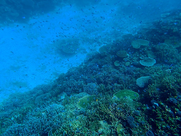 環境省宮古島サンゴ礁モニタリング調査