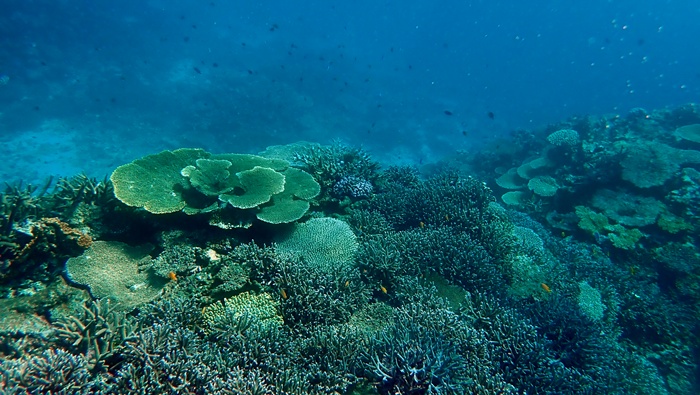 環境省宮古島サンゴ礁モニタリング調査