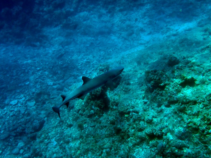 環境省宮古島サンゴ礁モニタリング調査