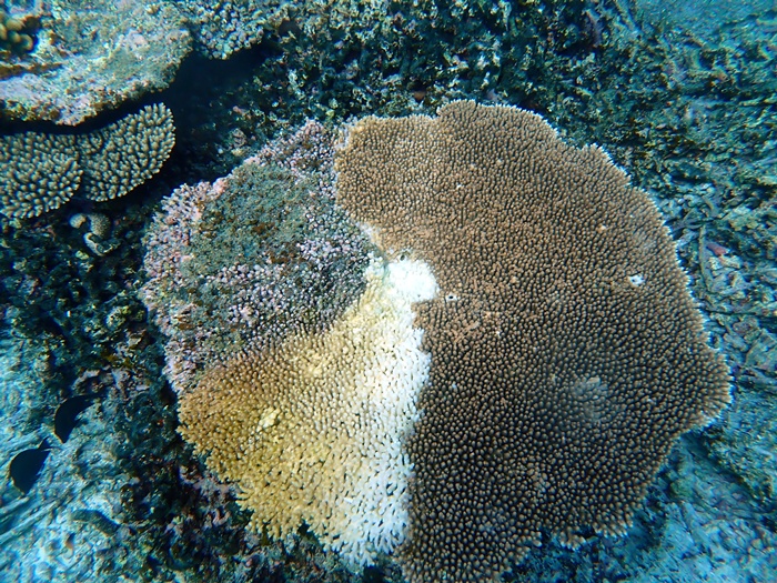 環境省宮古島サンゴ礁モニタリング調査