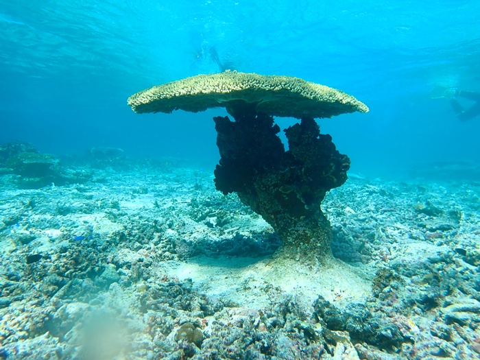 環境省宮古島サンゴ礁モニタリング調査