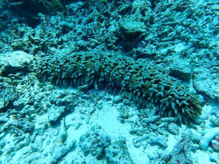 環境省宮古島サンゴ礁モニタリング調査