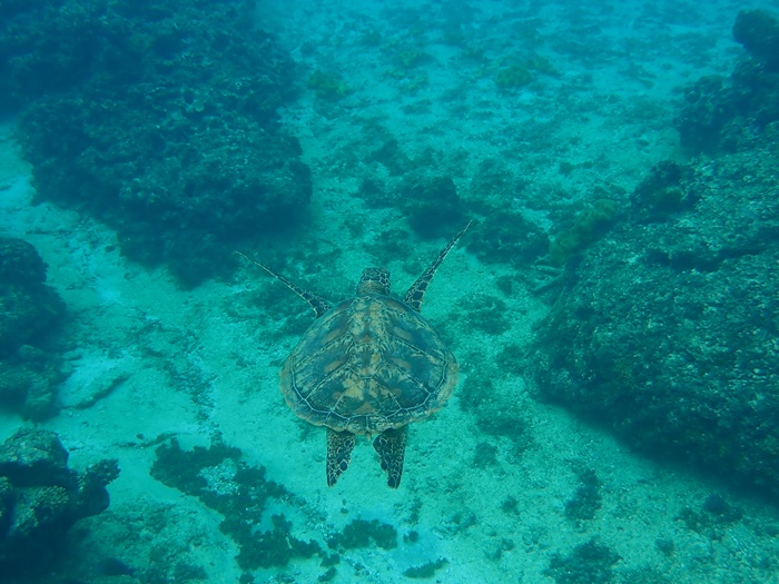 宮古島島日和の半日ビーチシュノーケルプライベートツアー