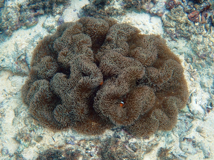 宮古島島日和の半日ビーチシュノーケルプライベートツアー