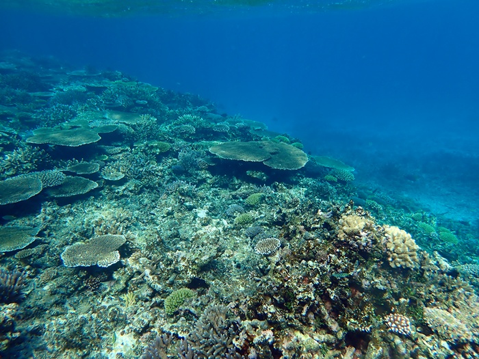 環境省モニタリング1000宮古島サンゴ礁モニタリング調査