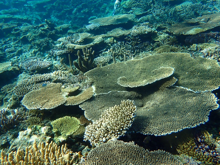 環境省モニタリング1000宮古島サンゴ礁モニタリング調査