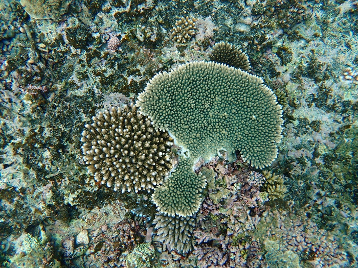 環境省モニタリング1000宮古島サンゴ礁モニタリング調査