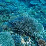 環境省モニタリング1000宮古島サンゴ礁モニタリング調査