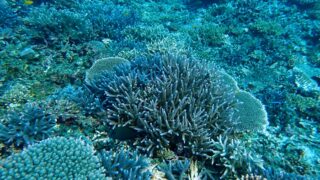 サンゴ礁モニタリング調査