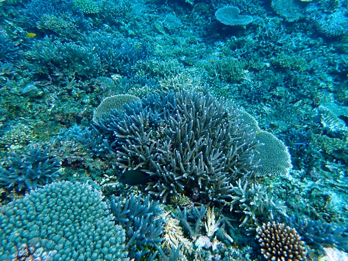 環境省モニタリング1000宮古島サンゴ礁モニタリング調査