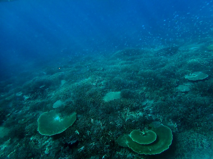 環境省モニタリング1000宮古島サンゴ礁モニタリング調査