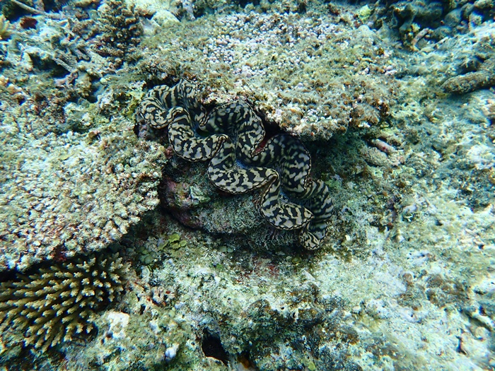 環境省モニタリング1000宮古島サンゴ礁モニタリング調査