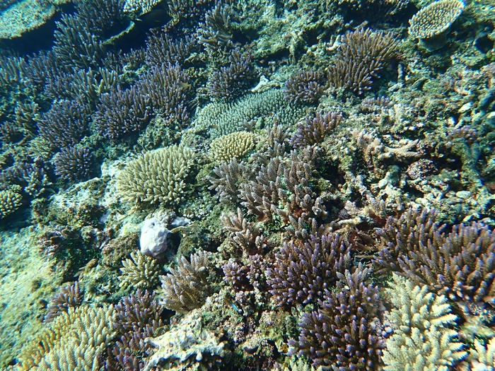 環境省モニタリング1000宮古島サンゴ礁モニタリング調査