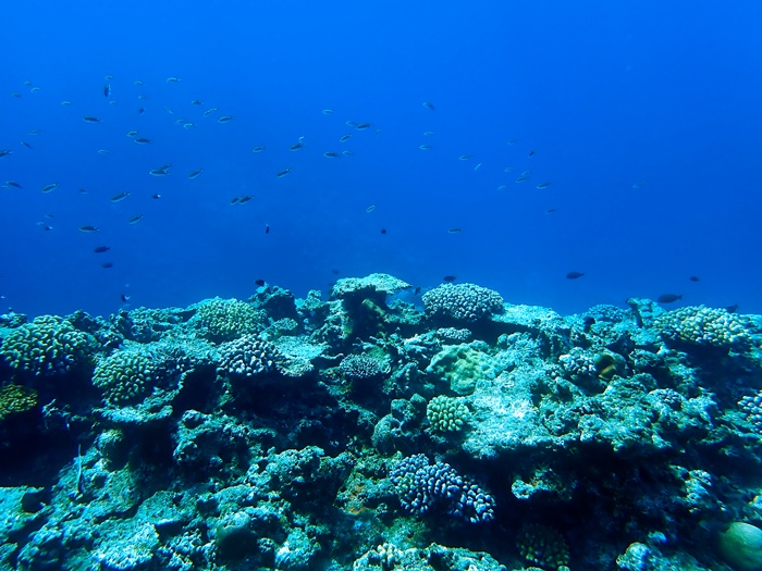 宮古島での環境省モニタリング1000調査