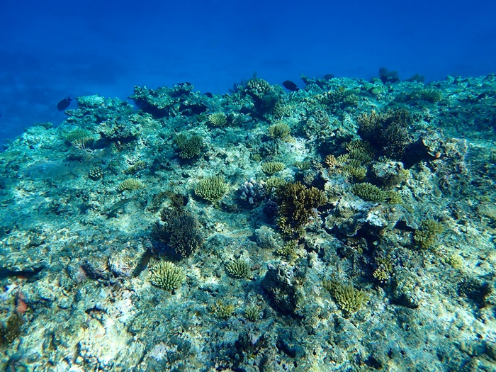 宮古島での環境省モニタリング1000調査