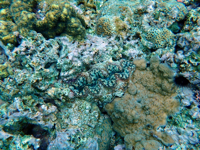 宮古島での環境省モニタリング1000調査