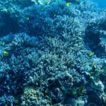 宮古島での環境省モニタリング1000調査