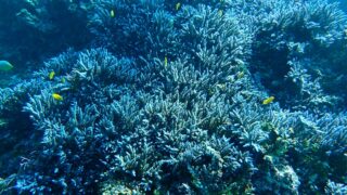 宮古島での環境省モニタリング1000調査