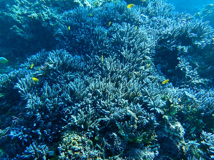 宮古島での環境省モニタリング1000調査