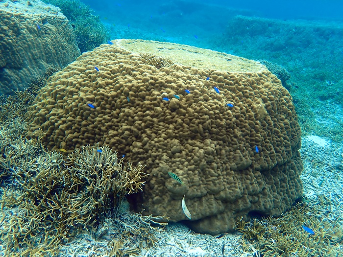 宮古島での環境省モニタリング1000調査