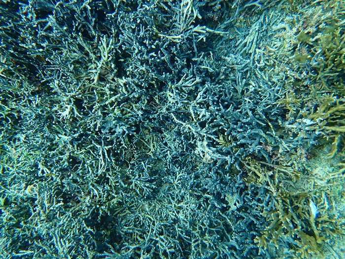 宮古島での環境省モニタリング1000調査