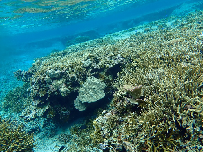 宮古島での環境省モニタリング1000調査