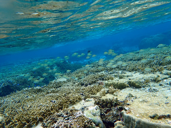 宮古島での環境省モニタリング1000調査