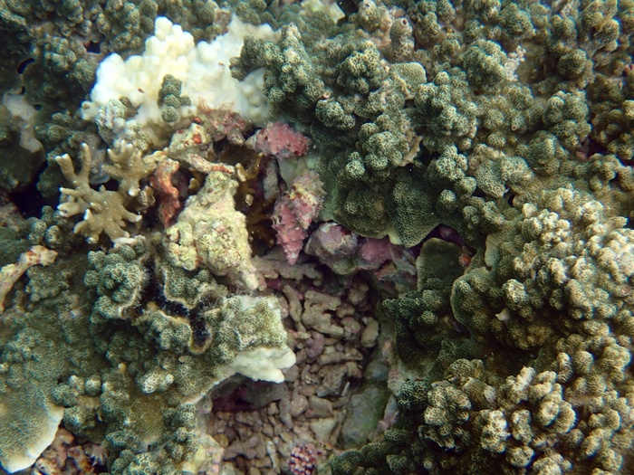 宮古島での環境省モニタリング1000調査