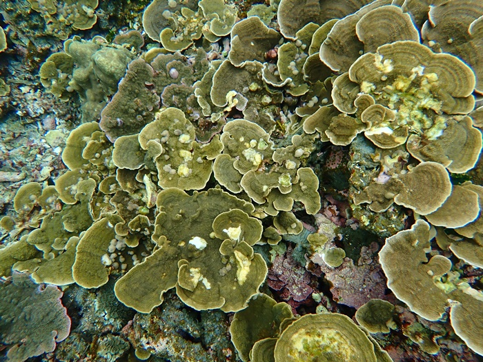 宮古島での環境省モニタリング1000調査