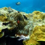 宮古島での環境省モニタリング1000調査