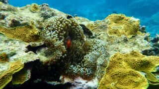 宮古島での環境省モニタリング1000調査