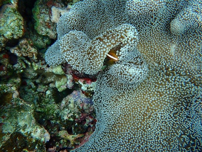 宮古島での環境省モニタリング1000調査