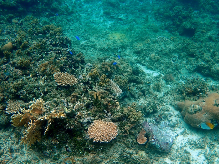 宮古島島日和半日ビーチシュノーケルプライベートツアーの写真