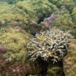 宮古島島日和の半日ビーチシュノーケルプライベートツアーの写真