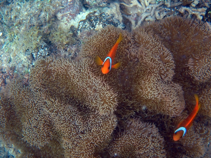 宮古島島日和の半日ビーチシュノーケルプライベートツアーの写真