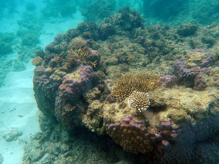 宮古島島日和の半日ビーチシュノーケルプライベートツアーの写真